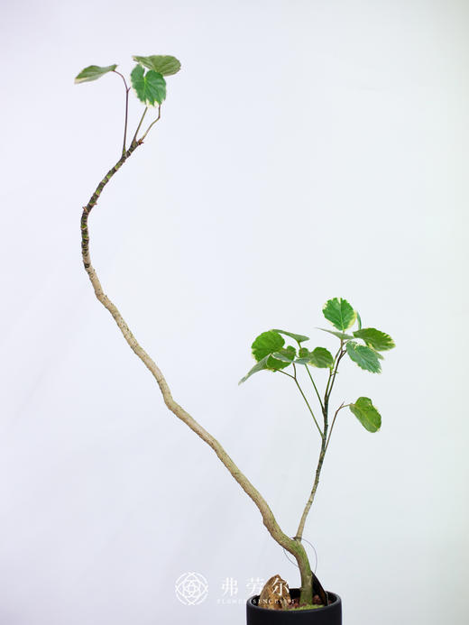 高脚-福禄桐 商品图1