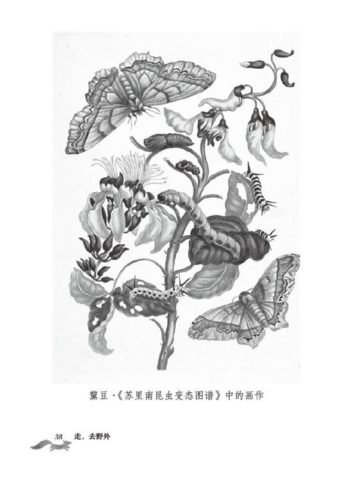 《走，去野外（全4册）》英国“童书女王”伊妮德·布莱顿写给孩子的自然观察故事书 商品图7