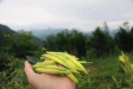 【秦岭野生干黄花菜500g】秦岭深处自然生长 无人为干预 当地农户采摘 自然晒干 商品图7