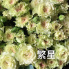 多头玫瑰.繁星 商品缩略图2