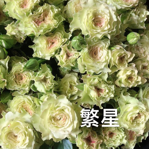 多头玫瑰.繁星 商品图2