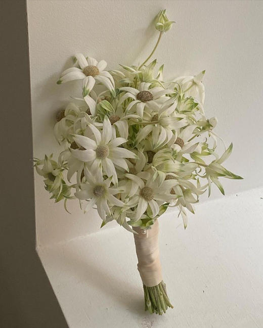 日本进口Fancy marie法兰绒雪绒花5支 商品图3