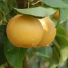 [最农公社]山东莱阳冰糖南水梨4.5-5斤中果7-9个大果4-6个（收到放冰箱冷藏） 商品缩略图6