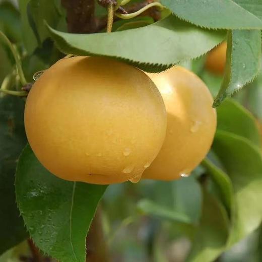 [最农公社]山东莱阳冰糖南水梨4.5-5斤中果7-9个大果4-6个（收到放冰箱冷藏） 商品图6