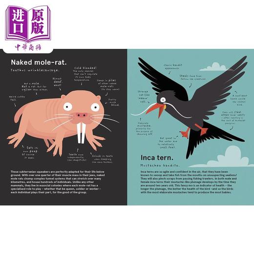 【中商原版】The World's Most Pointless Animals Or are They? 世上至没用的动物 或真如此吗？诙谐古怪 插图色彩丰富 动物知识绘本 商品图3