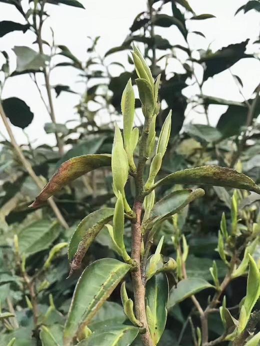 2023年 福鼎白茶  | 「芳野」系列  磻溪荒野茶  白毫银针 白牡丹 寿眉 商品图4