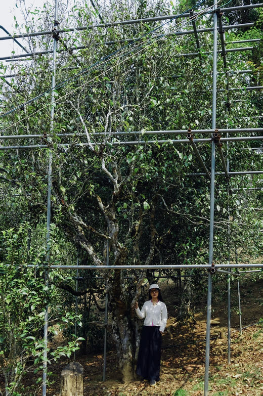 【2024保塘旧寨一类古树】 品味保塘老寨！感受版纳之巅！ 商品图3