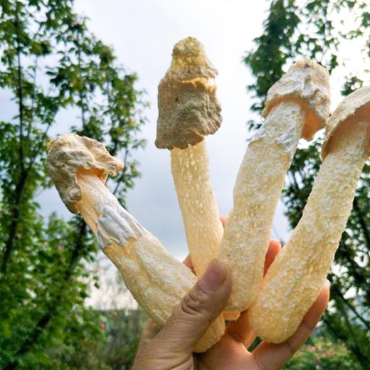 【秦岭野生干竹荪】秦岭大巴山深处 自然生长自然成熟 口感鲜美爽脆 商品图0