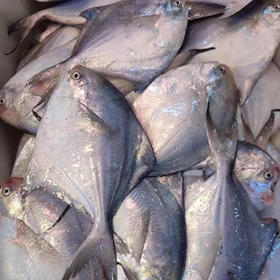 【舟山野生小银鲳鱼】舟山海域，野生海捕，肉质鲜嫩少刺，富含营养，4-5条装