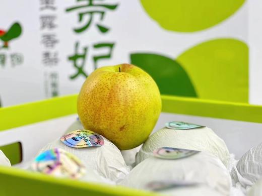 【秋贵妃·玉露香梨🍐】礼盒装8-9颗 /约6斤~✅含糖量高✅嫩到带皮啃✅松脆多汁✅入口化渣👍一口下去，你一定爱上它的美味，它的果‮含实‬水量达到90%，一口下去，汁水就迫‮及不‬待往外飚 商品图7