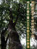 【双十一品牌返场】【品牌返场】【无法仿制！】【香竹箐千年野生晒红】第六代发售！近年樶强款！3200年野生古茶王群落 现货发售！ 商品缩略图2