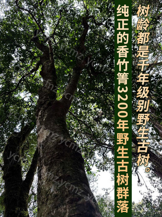 【双十一品牌返场】【品牌返场】【无法仿制！】【香竹箐千年野生晒红】第六代发售！近年樶强款！3200年野生古茶王群落 现货发售！ 商品图2