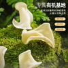 湖心泉精选有机玉木耳 清脆白玉木耳干货105g 商品缩略图2