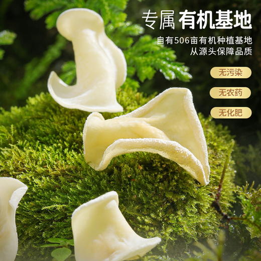湖心泉精选有机玉木耳 清脆白玉木耳干货105g 商品图2