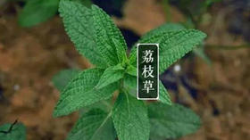 草木有趣 | 菊花泡里面的这味小草，原来有那么多用处