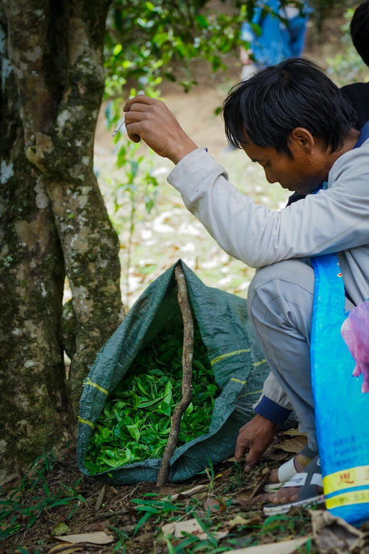 【2024保塘旧寨一类古树】 品味保塘老寨！感受版纳之巅！ 商品图6