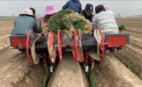 想种大葱但是不懂种葱技术怎么办?