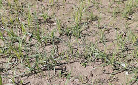 大葱育苗什么时候可以使用除草剂？大葱苗床使用除草剂有哪些注意事项