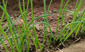保姆级大葱育苗技术攻略，靠这个首次育苗就成功