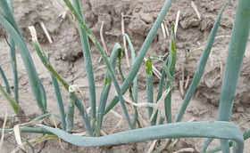 我从亩产六千斤到轻松过万的大葱种植经验分享