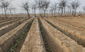 大葱移栽技术要点参考