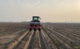 什么是大葱移栽“黄金”参数