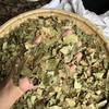 透骨草 云南透骨草 滇白珠树叶带杆 商品缩略图3