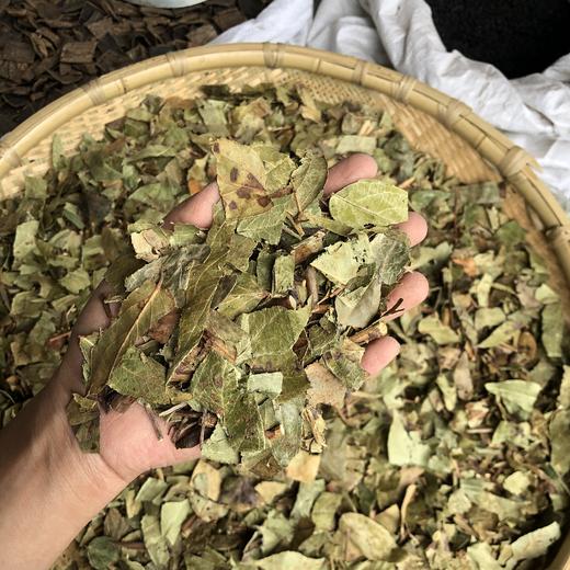 透骨草 云南透骨草 滇白珠树叶带杆 商品图3
