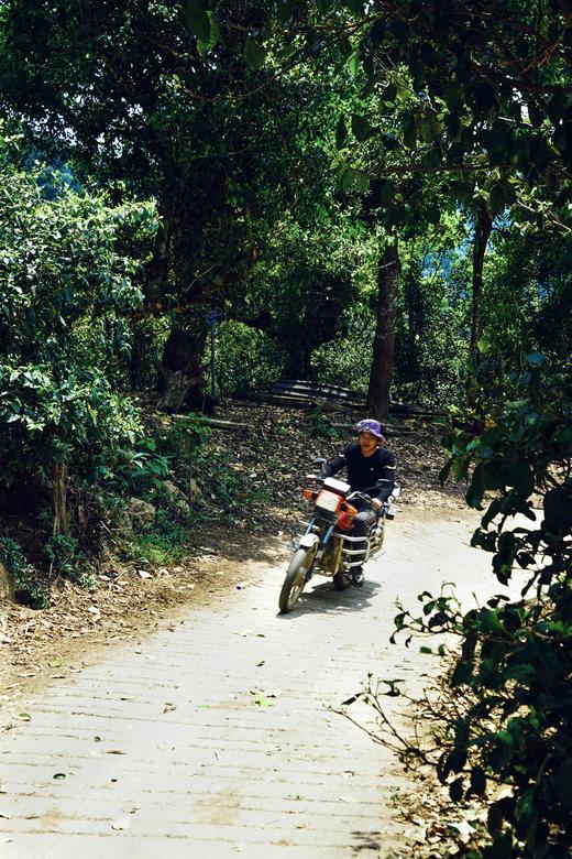 【2024保塘旧寨一类古树】 品味保塘老寨！感受版纳之巅！ 商品图7