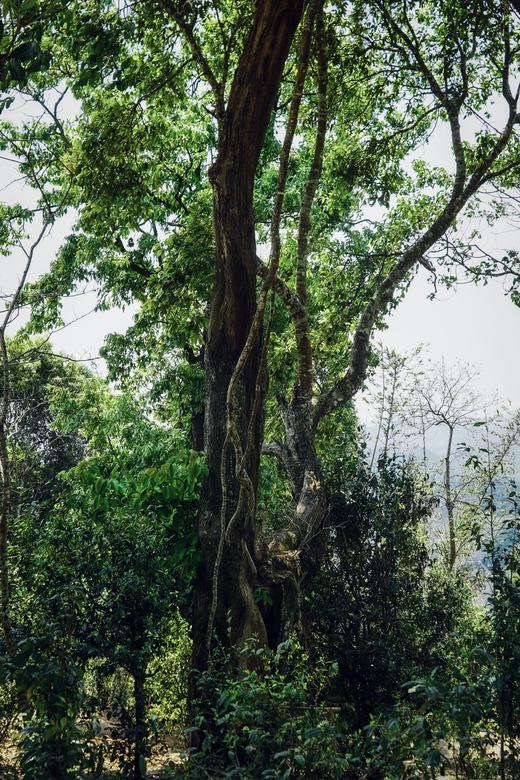 【2024保塘旧寨一类古树】 品味保塘老寨！感受版纳之巅！ 商品图5