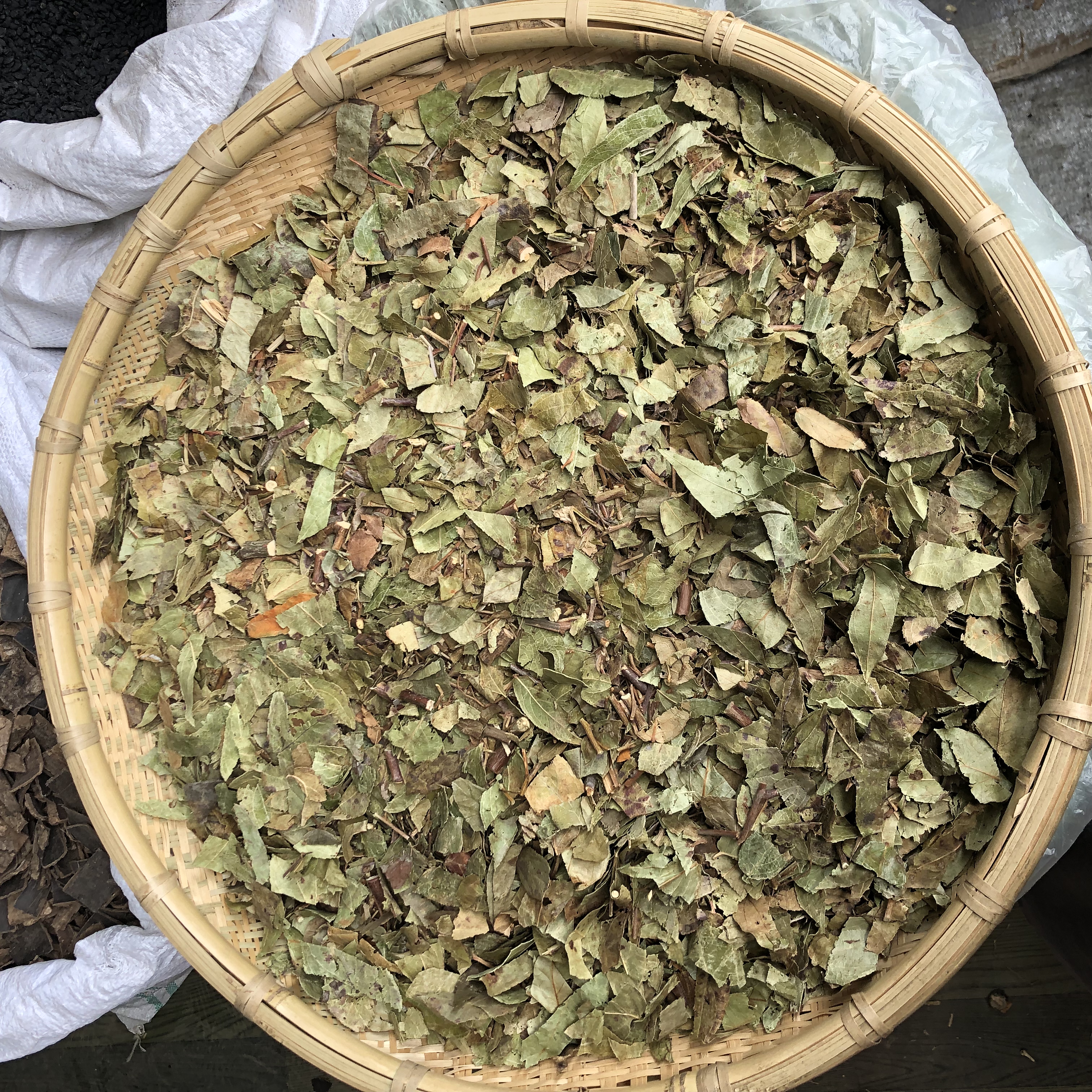 透骨草 云南透骨草 滇白珠树叶带杆