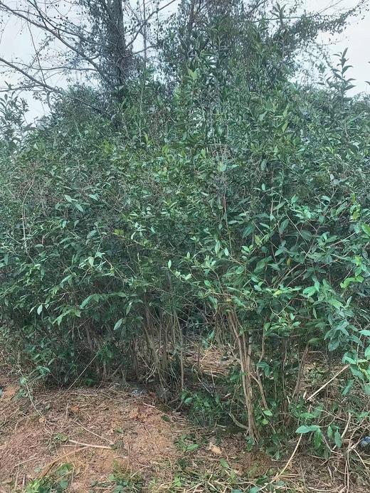 2023年 福鼎白茶  | 「芳野」系列  磻溪荒野茶  白毫银针 白牡丹 寿眉 商品图3