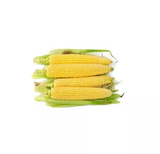 玉米1根