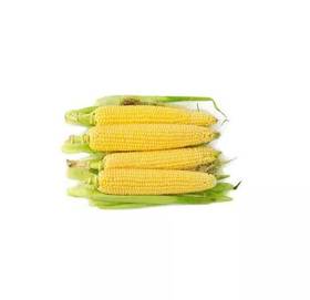 玉米1根