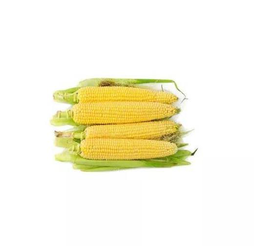 玉米1根 商品图0