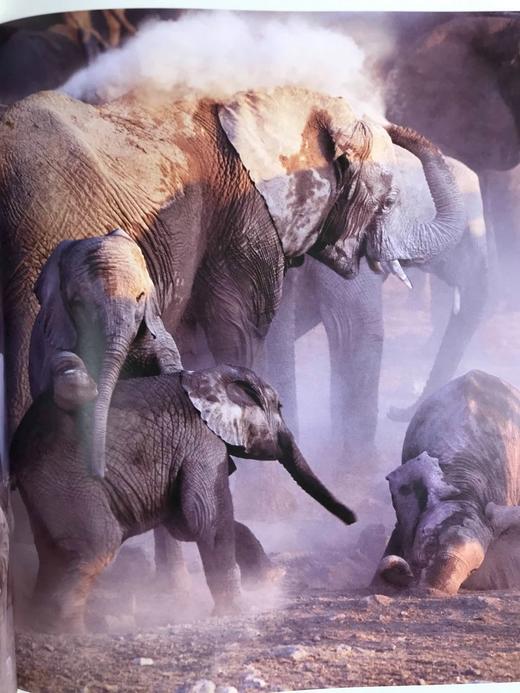 大象图集 约百幅彩色插图 精装大16开 商品图13