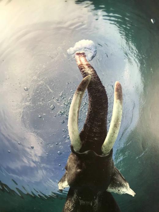 大象图集 约百幅彩色插图 精装大16开 商品图6