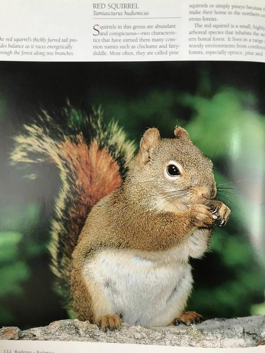 北美哺乳动物图集 数百幅彩色插图 精装大16开 商品图12