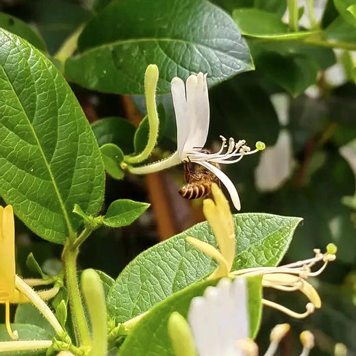 『大理野生金银花』剔除杂质纯花蕾，花香浓，茶汤清 商品图5
