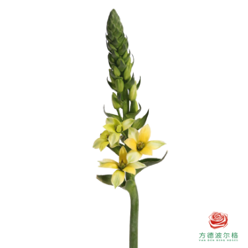 圣心百合 幽兰 5枝一扎