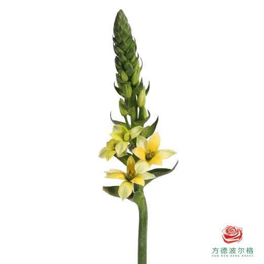 圣心百合 幽兰 5枝一扎 商品图0