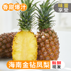 【产地直发包邮】听甜—海南金钻凤梨（树上熟） 商品缩略图2