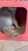 【宠物用品】趣味猫抓板立式瓦楞纸猫猫抓板可拆卸玩具 商品缩略图1