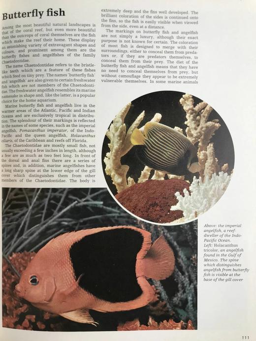 海洋生物图解百科全书 数百幅插图 精装大16开 商品图14