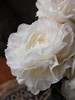 【预售！4.20起陆续发出】母爱芍药 【岁月从不败美人】 简小姐精选新品芍药-母爱 2件包邮 顺丰空运直发 商品缩略图8