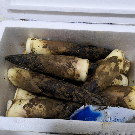 【明月村有机雷竹鲜笋】现挖现发的第一口春笋 专供国宝大熊猫的！可食率高 炒烧煮煨炖凉拌皆可 4.5斤装 下单后安排挖笋 商品图9