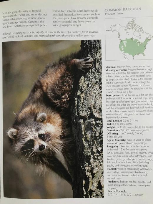 北美哺乳动物图集 数百幅彩色插图 精装大16开 商品图7