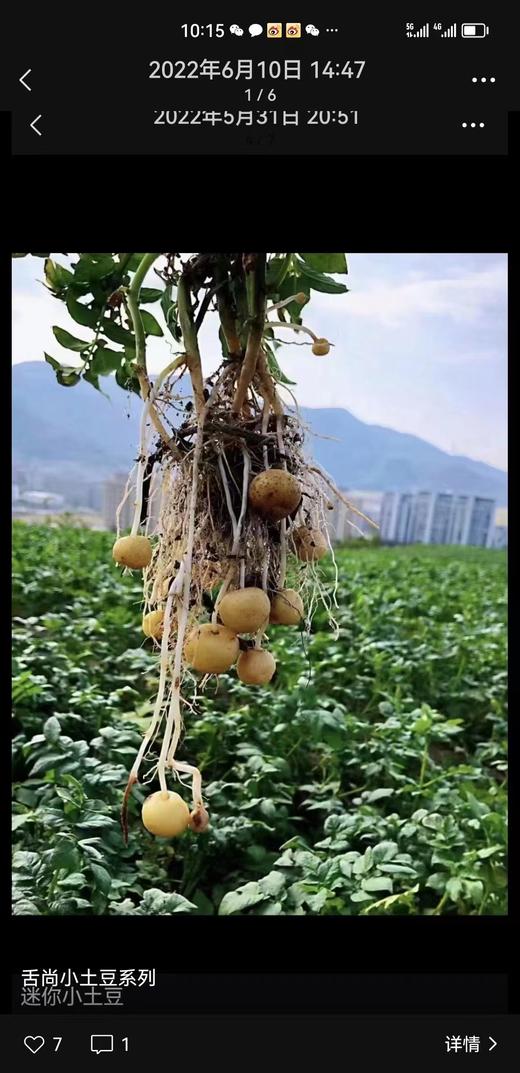 去皮迷你小土豆400克 商品图2