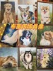 宠物周边肖像画手绘定制最独一无二的爱（下单前请联系工作人员） 商品缩略图1