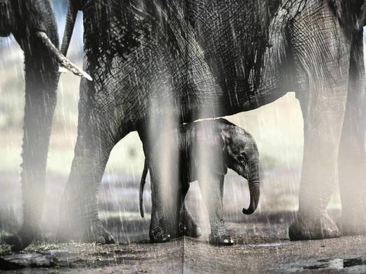 大象图集 约百幅彩色插图 精装大16开 商品图8